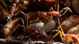 Прыгающий муравей (Harpegnathos saltator) охраняет куколок и личинок у гнезда. Фото: Мартин Дорн / naturepl.com
