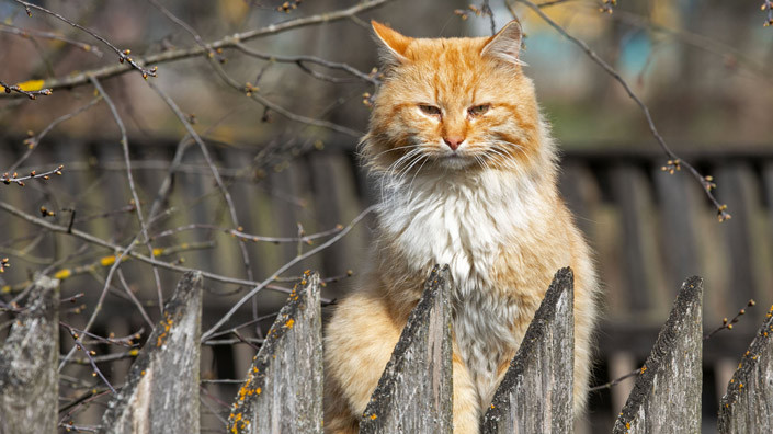 9 апреля 2020 года. Сельский кот. Фото Александра Хитрова