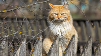 9 апреля 2020 года. Сельский кот. Фото Александра Хитрова