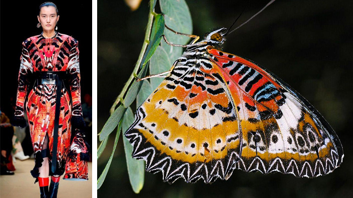 Cethosia cyane, или кружевная бабочка