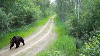 Хозяин леса в родных условиях. Снимок сделан фотоловушкой Глубокского опытного лесхоза
