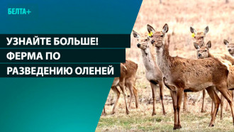 Ферма по разведению оленей 