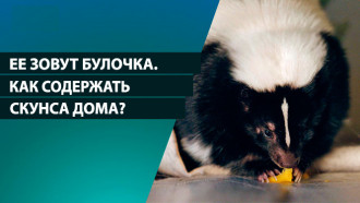 Ее зовут Булочка. Как содержать домашнего скунса, мы узнали у его хозяйки 