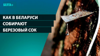 Как в Беларуси собирают березовый сок 