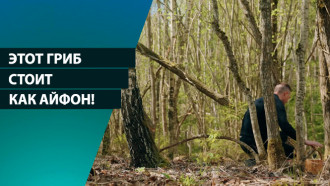 Этот гриб стоит, как айфон! Как найти и приготовить сморчки? Лесные суперфуды 