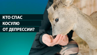 Приют на белорусской ферме! Кто спас косулю от депрессии?